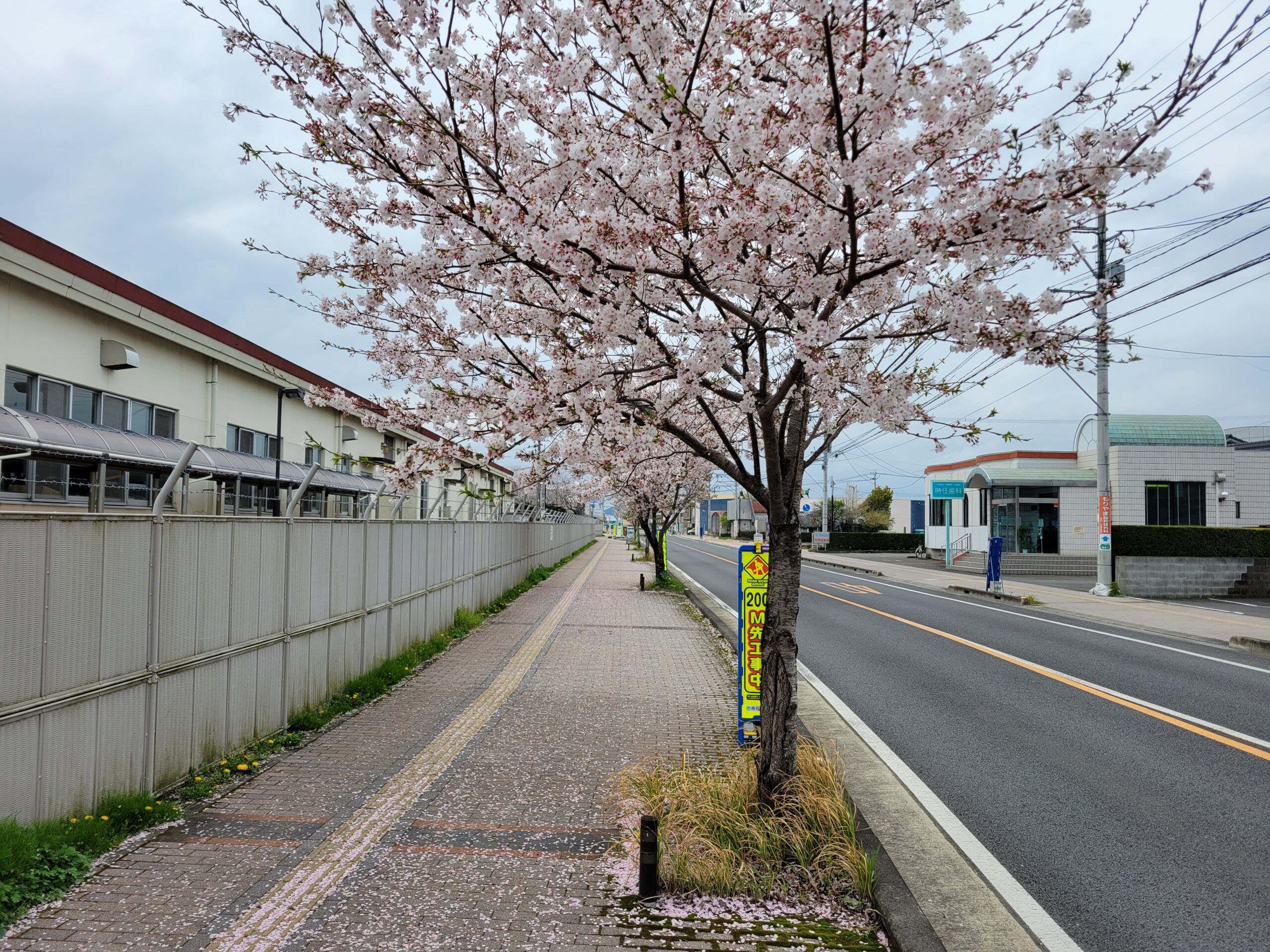 自衛隊前鷹尾の桜